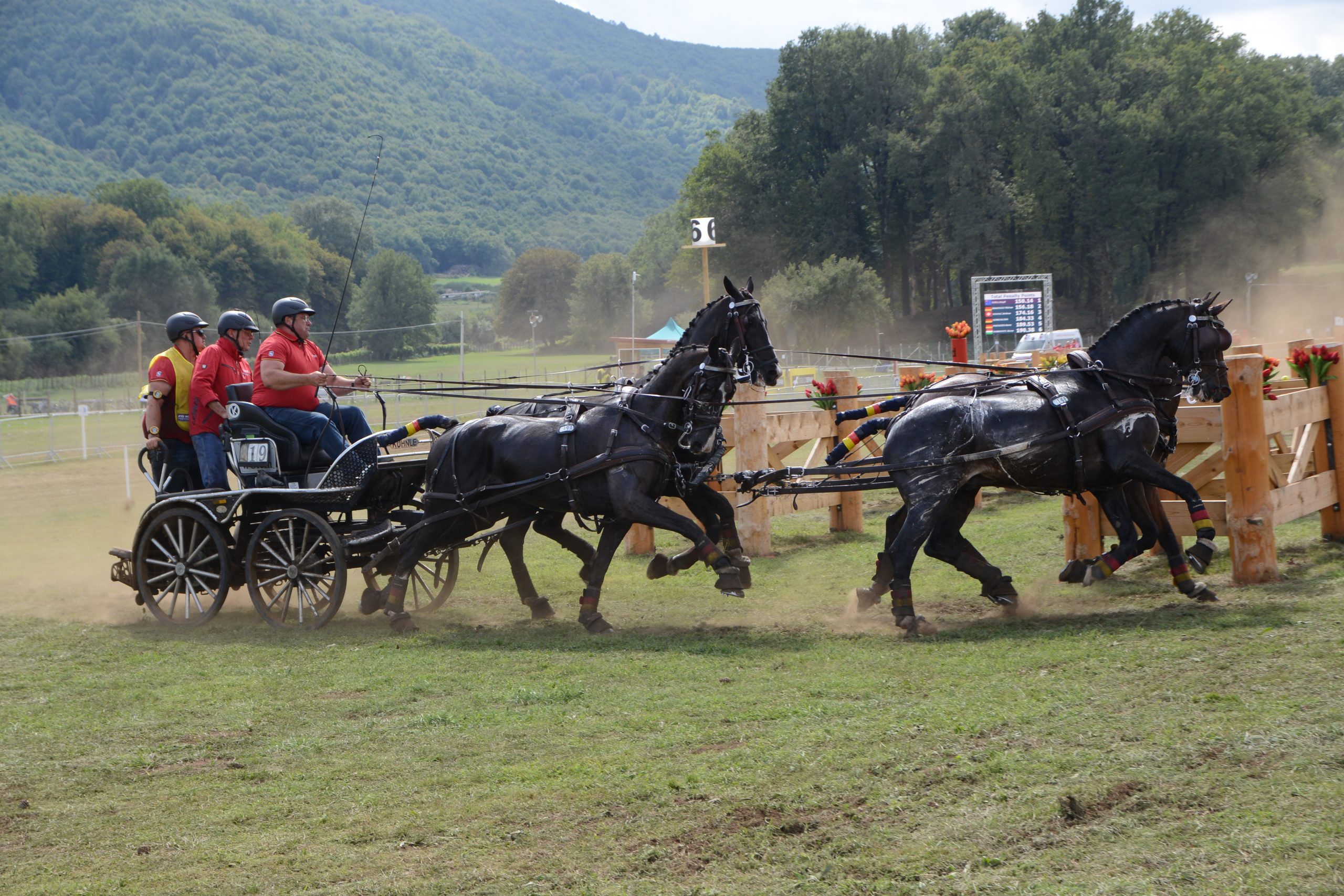 Vierspänner auf dem Turnier