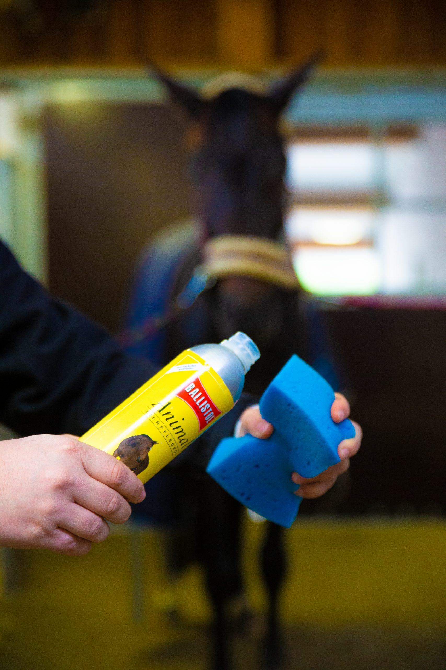 Pferdepflege ist wichtig für Pferd und Fahrer