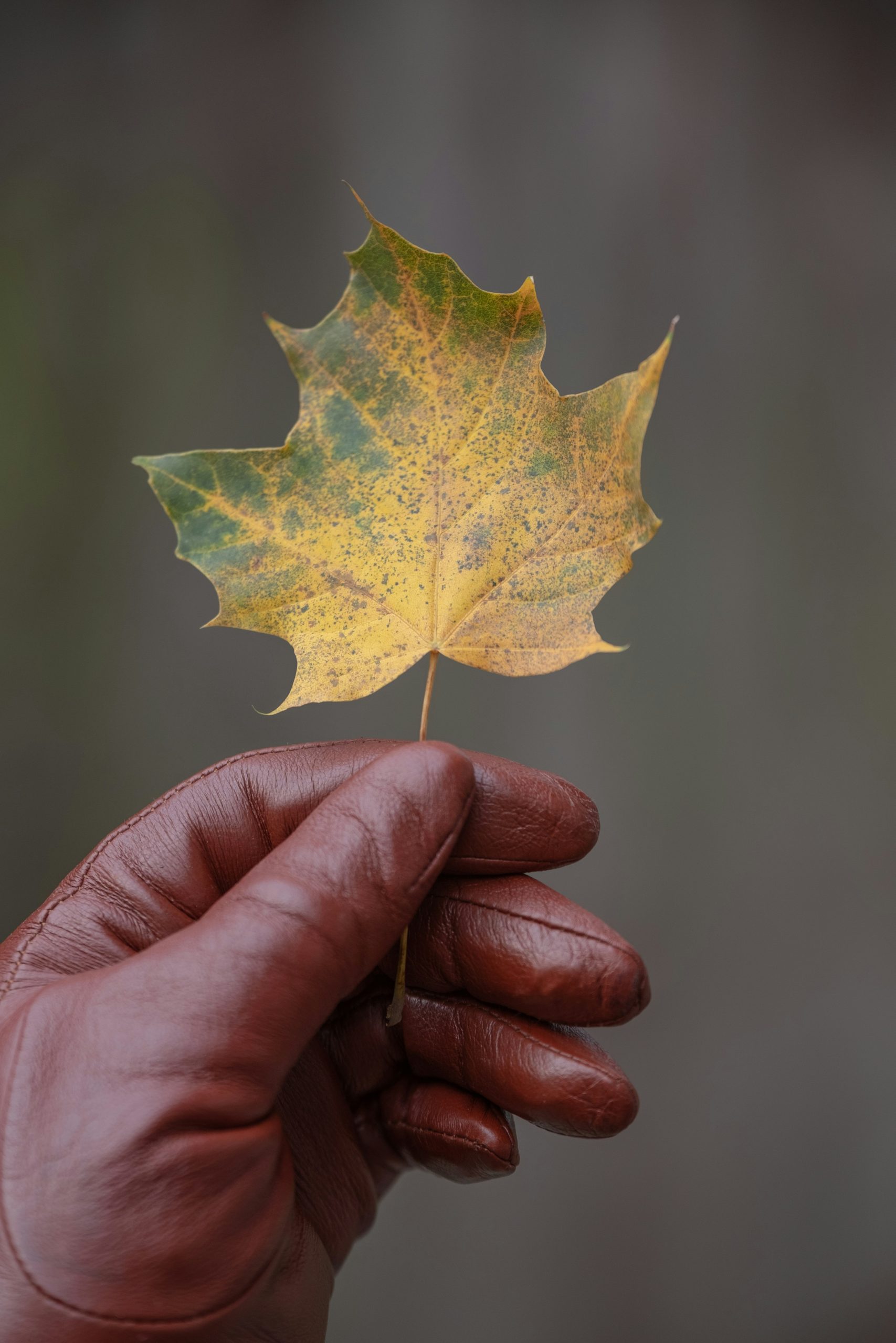 Lederhandschuhe sind ein wichtiges Utensil für Fahrer auf der Kutsche